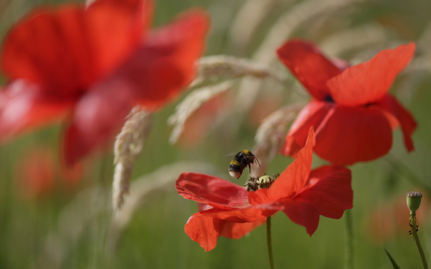 Bumblebee & poppies, Bombus terrestris